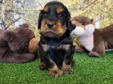 8 chiots Cockers Anglais disponibles à la réservation (LOF)