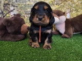 8 chiots Cockers Anglais disponibles à la réservation (LOF)