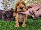 8 chiots Cockers Anglais disponibles à la réservation (LOF)