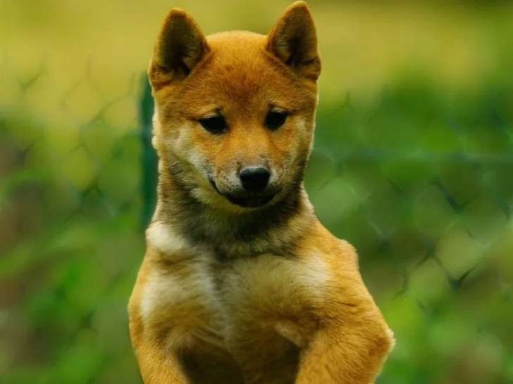 2 chiots Shiba Inus mâles LOF à vendre