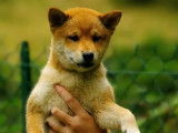 2 chiots Shiba Inus mâles LOF à vendre