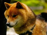 2 chiots Shiba Inus mâles LOF à vendre