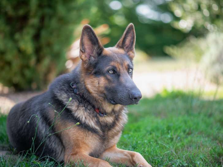 Mâle Berger Allemand disponible pour saillie