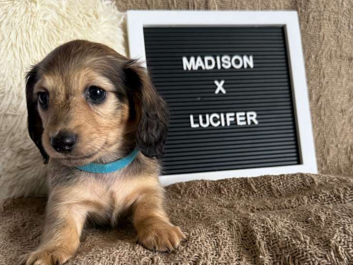 Chiot Teckel miniature à poil long enregistré au CCC à vendre