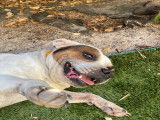 Chien Staffie sénior plein d’amour à donner