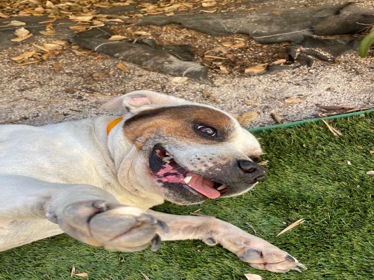 Chien Staffie sénior plein d’amour à donner