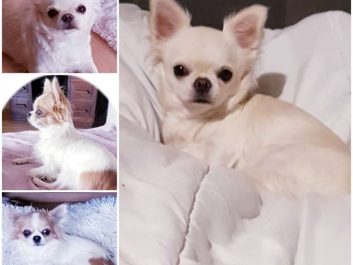 Chiots Chihuahua à naître