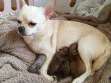 Chiots Chihuahua