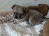 Chiots Chihuahua
