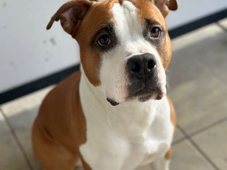 Mâle Amstaff avec très bon pedigree disponible pour saillie