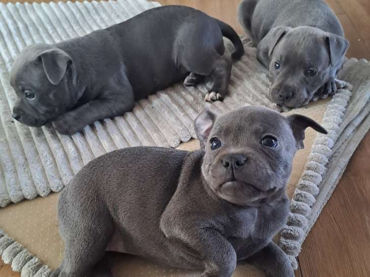 Chiots Staffordshire Bull Terrier à vendre