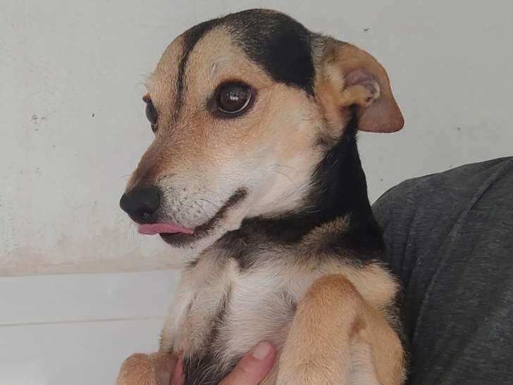 À adopter : chien Pinscher Nain d'un an