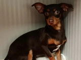 En quête d'une famille, chien Pinscher Nain d'un an