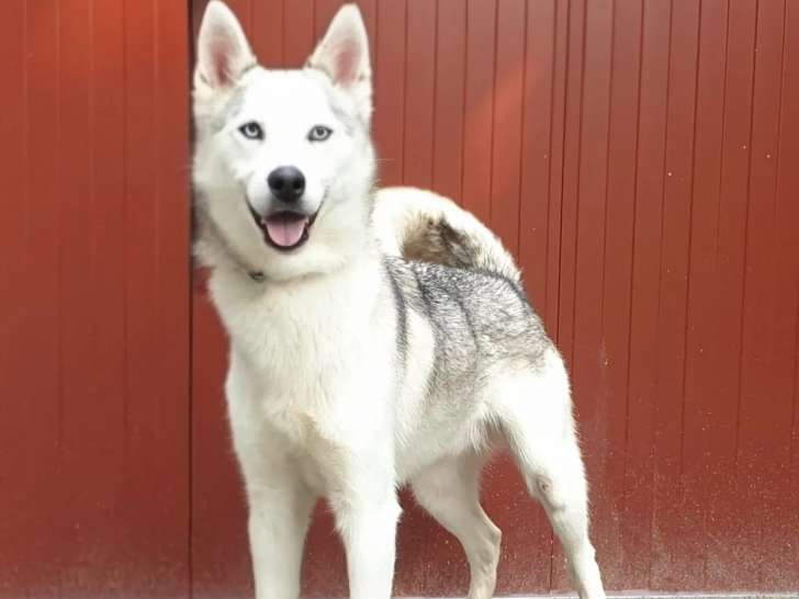 Chien Husky Sibérien gris et blanc en attente d'une famille