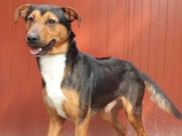 Chien âgé de 4 ans en quête d'un foyer
