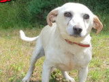 Adoption disponible : chien Ratier de Prague blanc