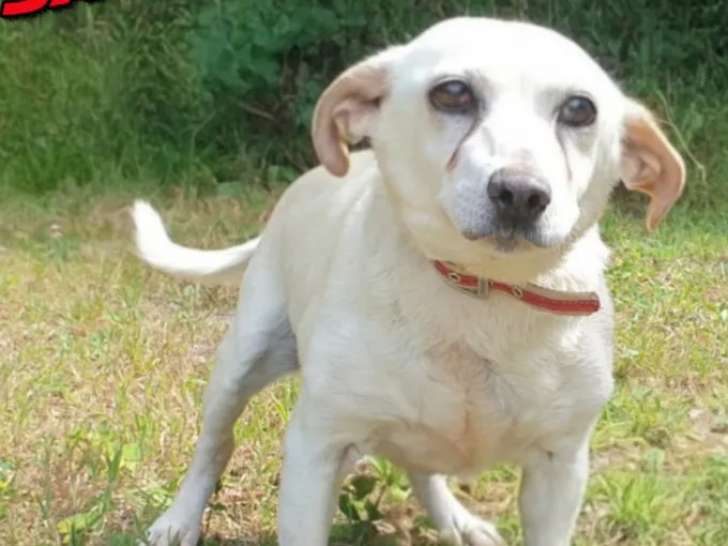 Adoption disponible : chien Ratier de Prague blanc
