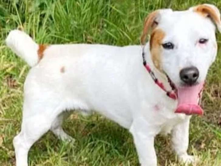 À adopter, chien Jack Russell de 6 ans