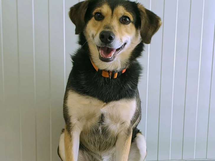 Disponible à l'adoption, chien noir et feu
