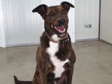 En attente d'adoption, chien âgé de 4 ans