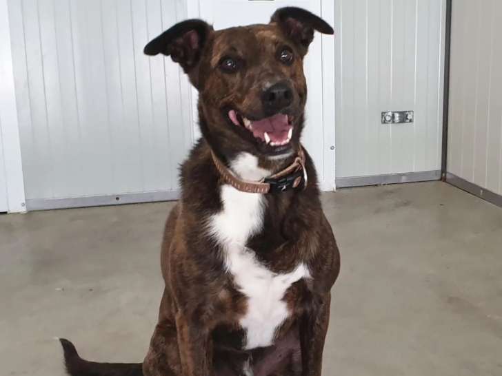 En attente d'adoption, chien âgé de 4 ans