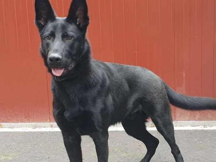 Prêt pour l'adoption, chiot mâle Berger Allemand noir