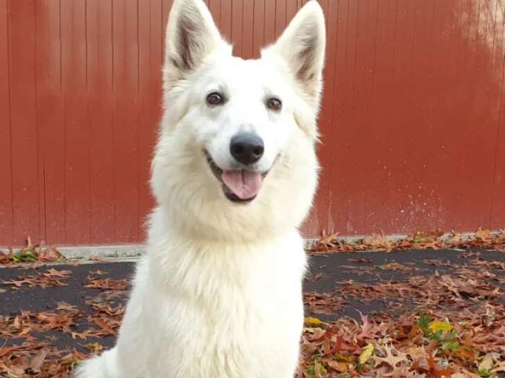 À accueillir, chienne Berger Blanc Suisse de 8 ans