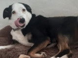 Disponible à l'adoption : chien Border Collie de 4 ans
