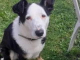 Disponible à l'adoption : chien Border Collie de 4 ans