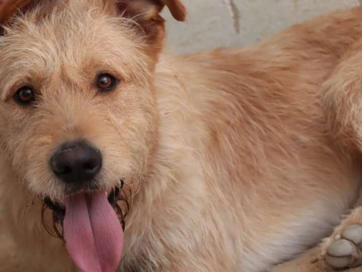 En attente d'adoption : chien Griffon sable
