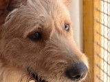 En attente d'adoption : chien Griffon sable