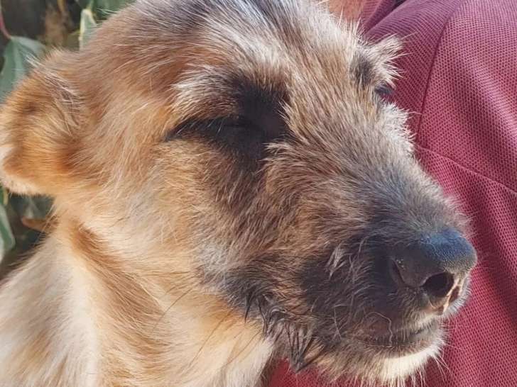Prêt pour l'adoption : chiot mâle de 8 mois