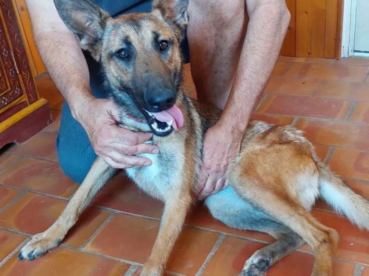 En attente d’une famille : chienne Berger Malinois d'un an