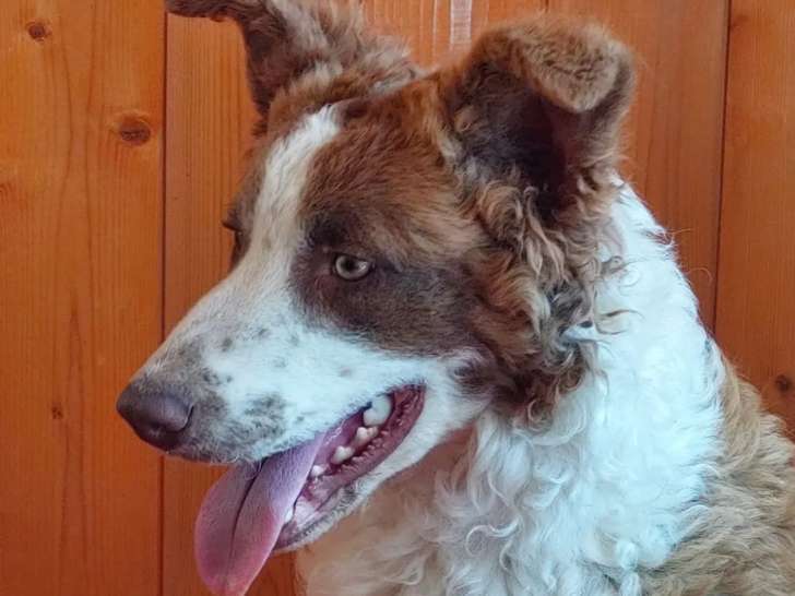 À accueillir : chien Border Collie marron et blanc