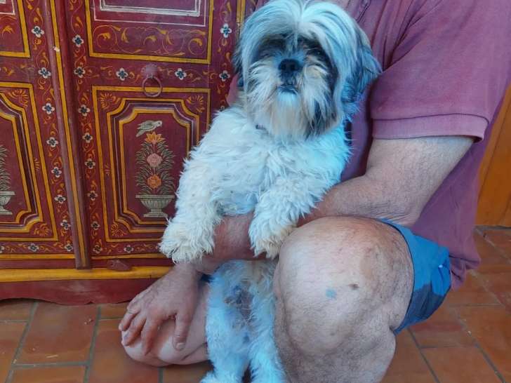 En quête d'une famille : chien Shih Tzu de 2 ans