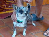Adoption disponible : chien Chihuahua bleu merle