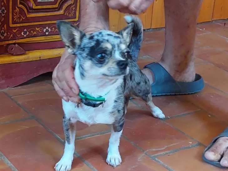 Adoption disponible : chien Chihuahua bleu merle