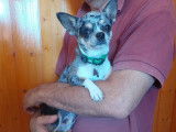 Adoption disponible : chien Chihuahua bleu merle