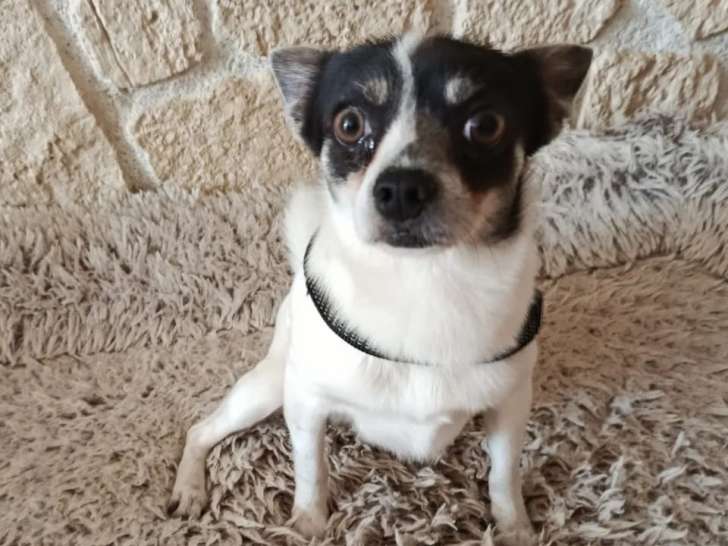 À la recherche d’une famille : chien Chihuahua blanc et noir