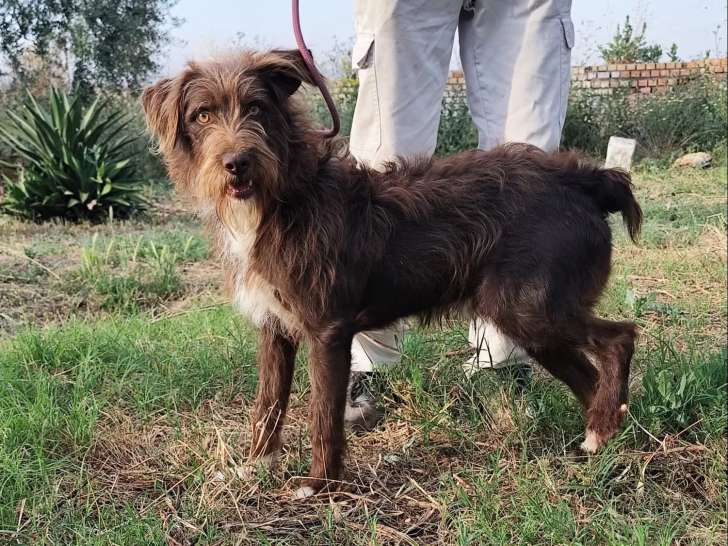 Chien Griffon chocolat et blanc à adopter