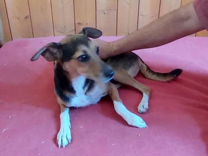 Chienne tricolore disponible à l'adoption