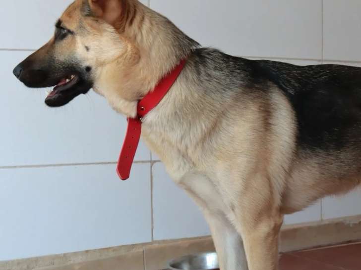 Chienne Berger Allemand d'un an en attente d'adoption