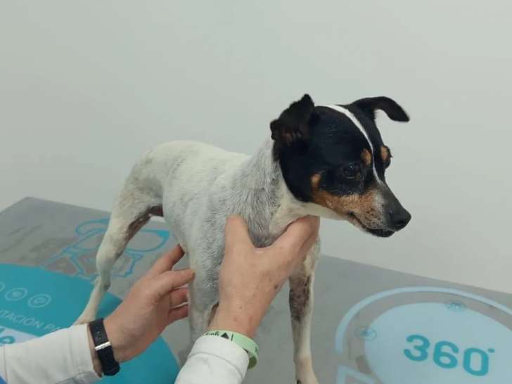 Chienne Bodeguero de 3 ans prête pour l’adoption