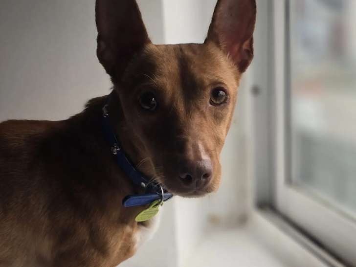 Chien Podenco marron en attente d’un foyer