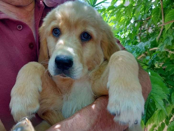 Chiot femelle Golden Retriever sable à accueillir