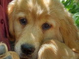 Chiot femelle Golden Retriever marron en quête d’un foyer
