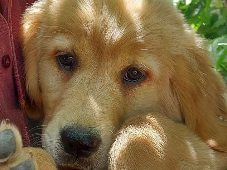 Chiot femelle Golden Retriever marron en quête d’un foyer