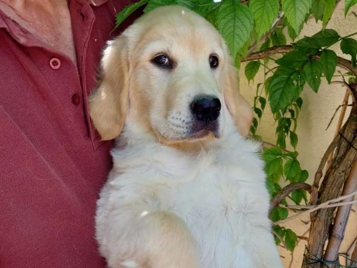 Chiot mâle Golden Retriever sable à la recherche d’un foyer