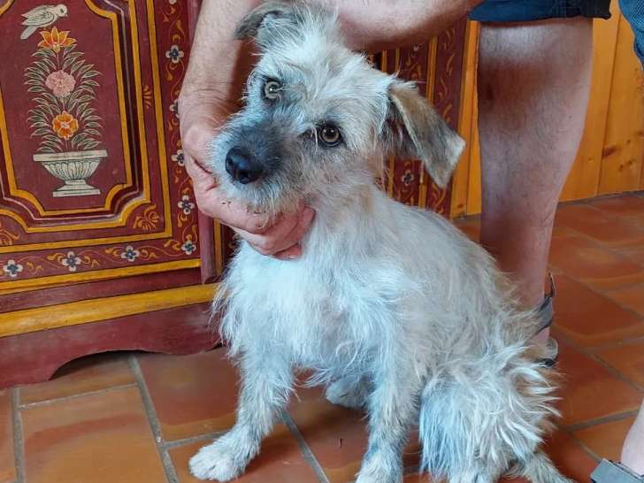 À adopter, chienne d’un an