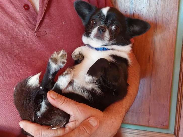 Disponible à l'adoption, chien Chihuahua noir et blanc